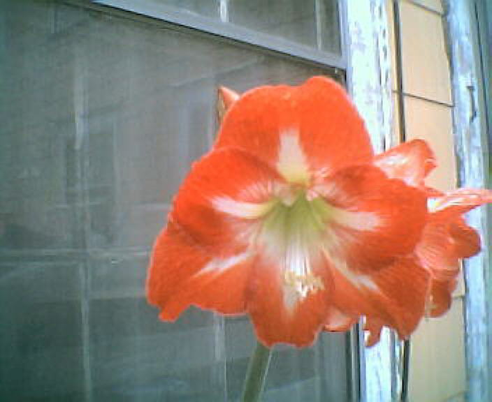 amaryllis2june2008.jpg