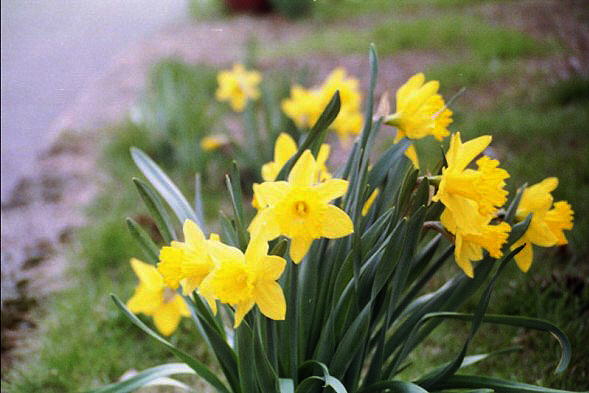 daffodils3.jpg