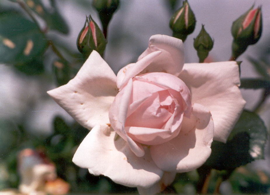 pinkrose1july1995.jpg