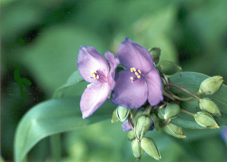 purpleflowers1july1995.jpg