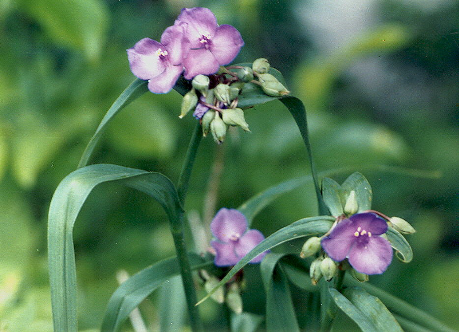 purpleflowers2july1995.jpg