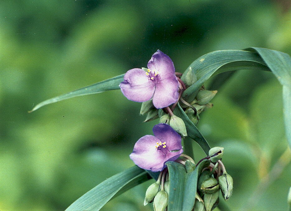 purpleflowers3july1995.jpg